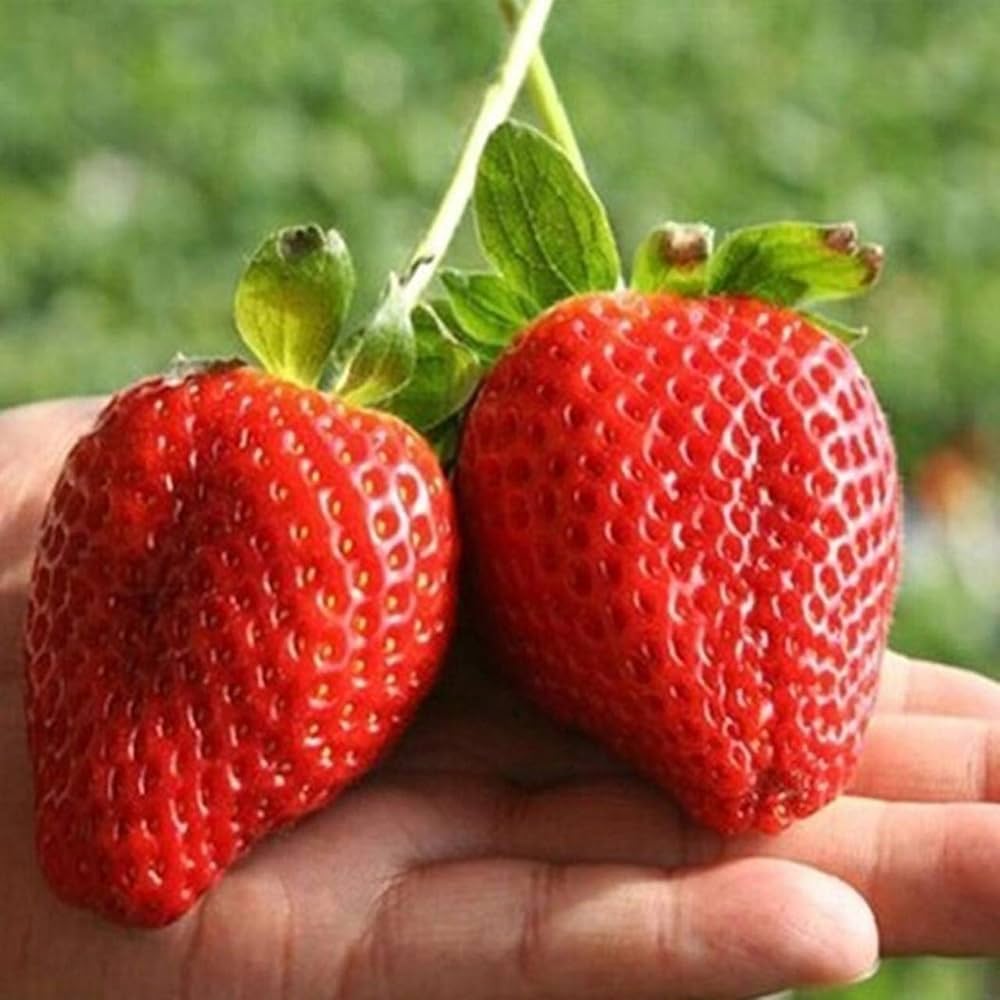 Giant Strawberry Seeds – Organic, Non-GMO Fruit for Garden