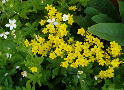 Organic Golden Flax Linum Flavum Yellow Linseed Common Flower Seeds heirloom non-gmo organic garden seeds