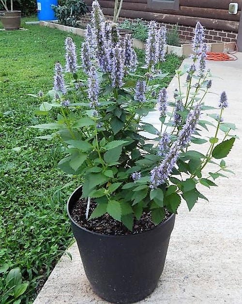 Organic Superior Licorice Mint Agastache Rugosa Korean Tea Herb Purple Flower Seeds heirloom non-gmo organic garden seeds