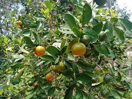 Mixed Orange Fruit Seeds for Planting - Cultivate a Variety of Delicious Oranges