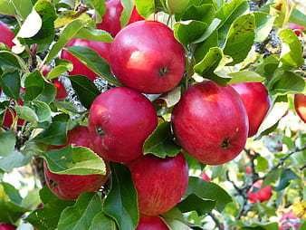 Plant Red Apple Seeds - Enjoy a Bountiful Apple Harvest