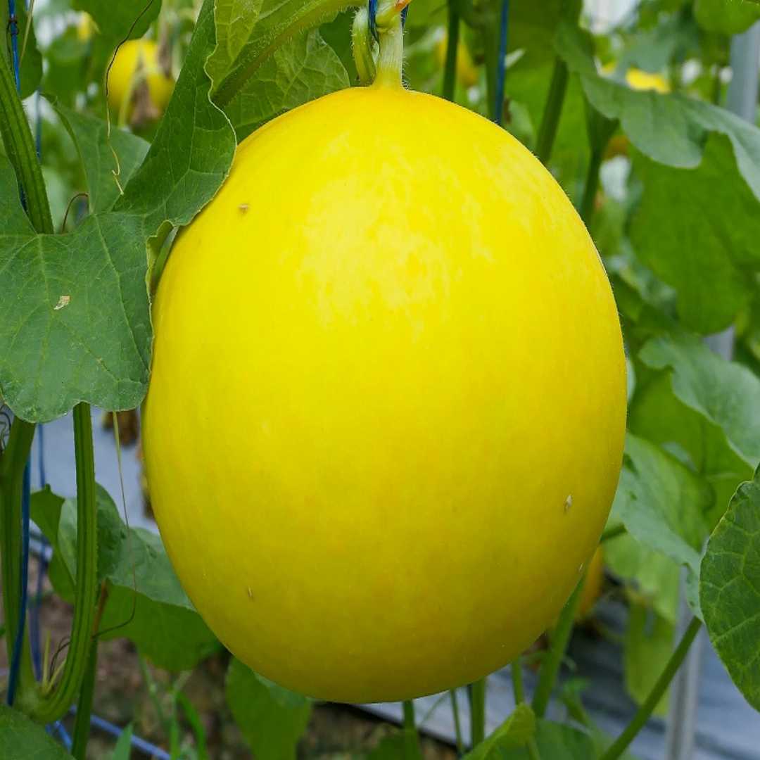Yellow Cantaloupe Seeds for Planting - Grow Sweet and Juicy Melons!