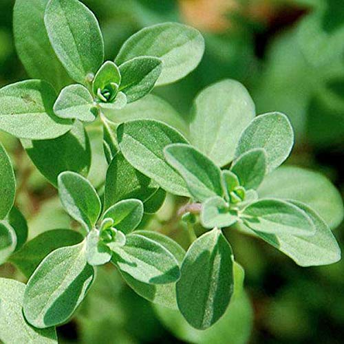 Sweet Marjoram Seeds (Origanum majorana)