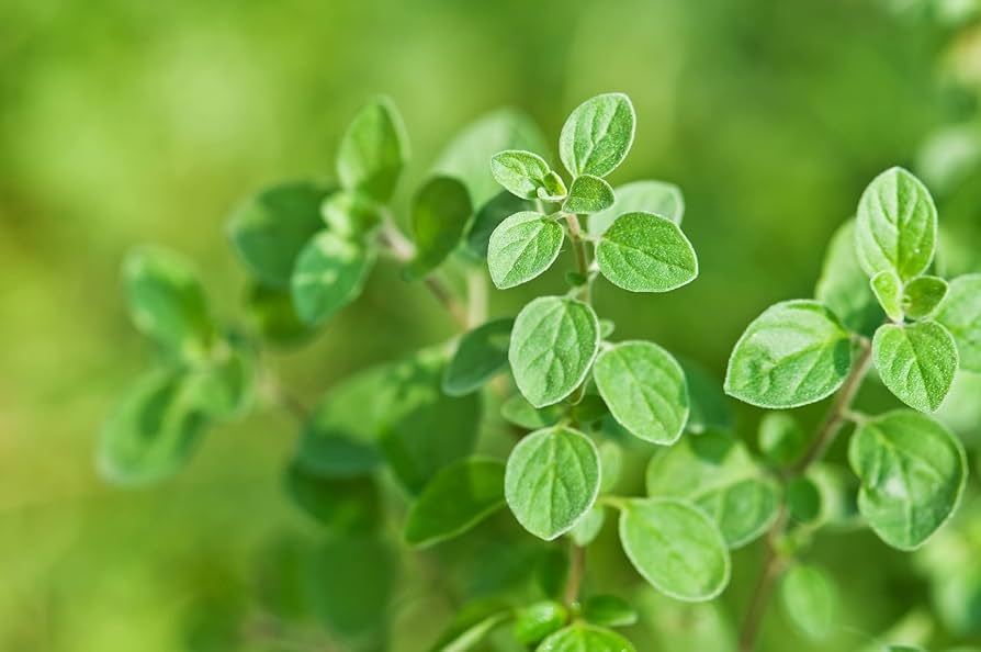 Greek Oregano Seeds (Origanum vulgare hirtum)