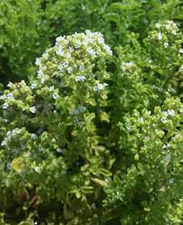 Greek Oregano (Origanum vulgare hirtum) - Italian/Winter Marjoram Herb Seeds