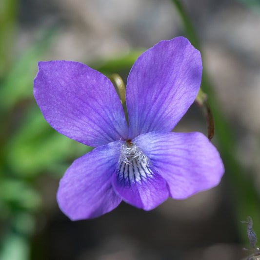 Prairie Violet Flower Seeds