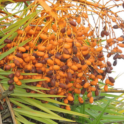 Phoenix Sylvestris Fruit Seeds