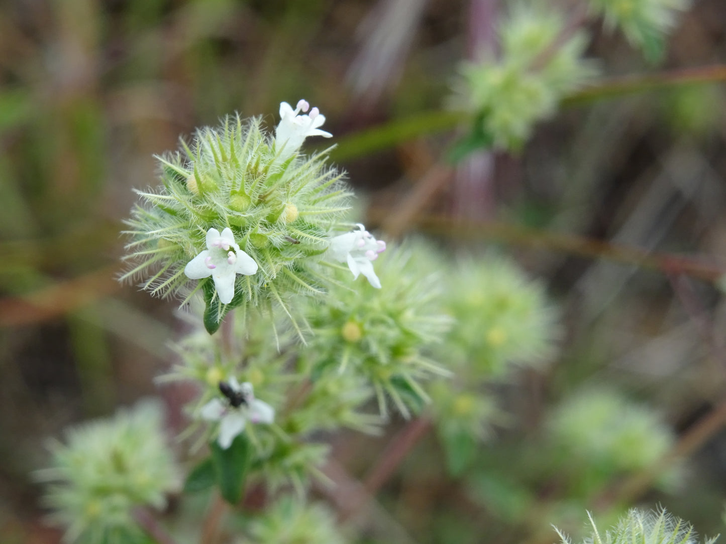 Thymus Mastichina Herb Seeds