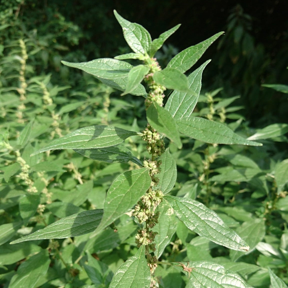 Pellitory Herb Seeds