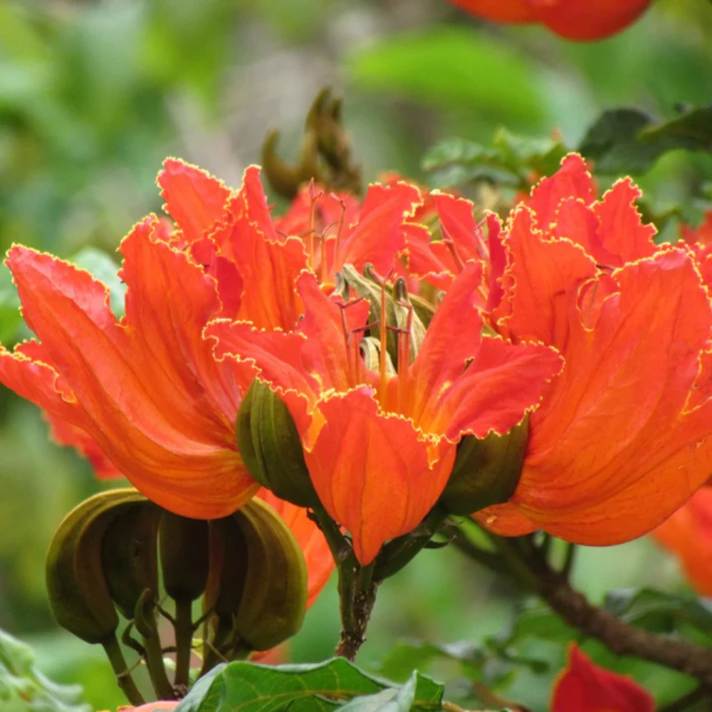 Tulip Tree Flower Seeds
