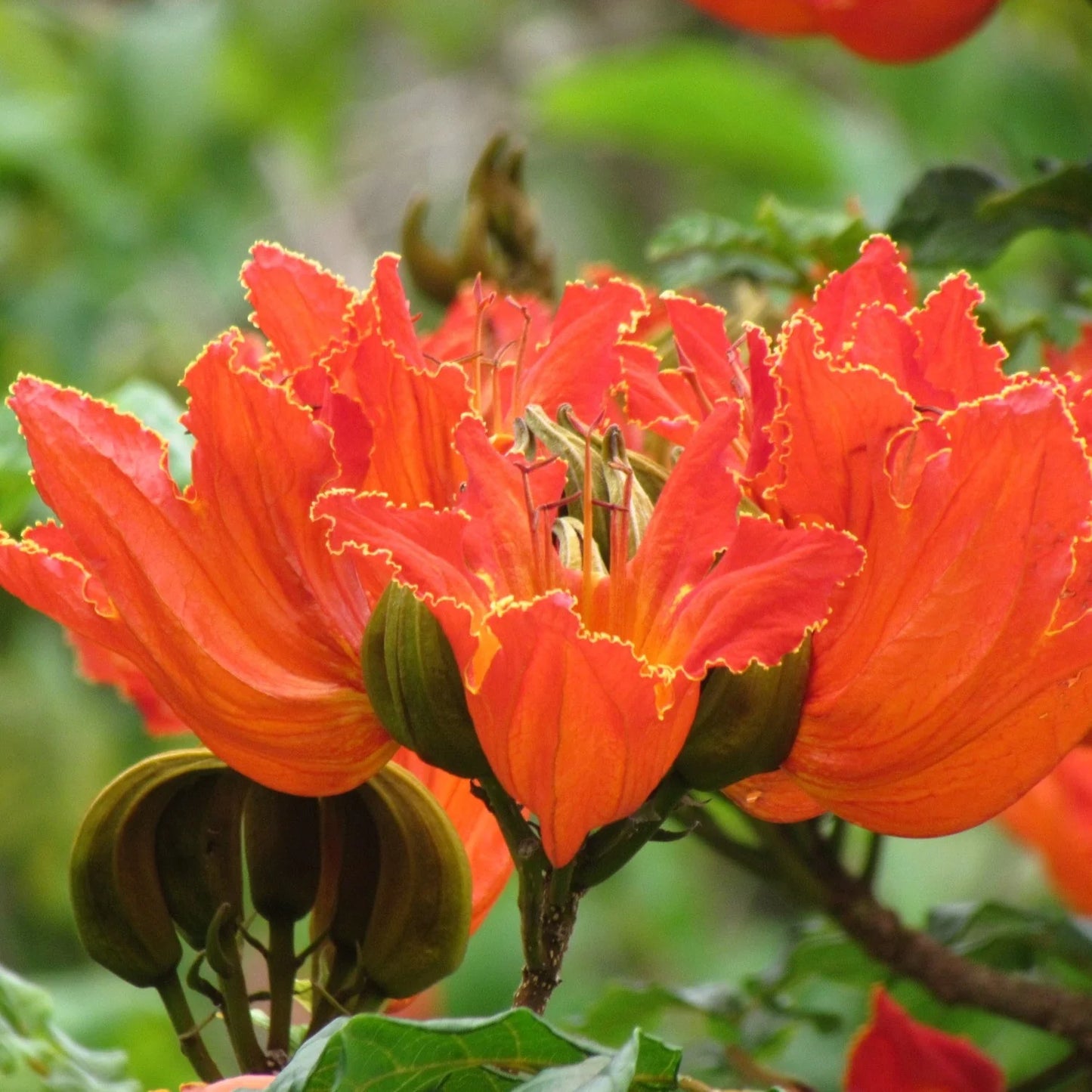 Tulip Tree Flower Seeds