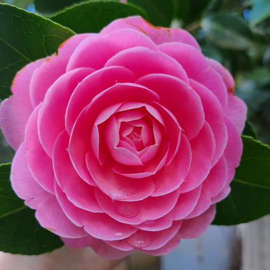 Pink Camellia Flower seeds for Planting - Drought Tolerant, Heirloom & GMO Free Seeds for Home Garden