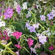 Heirloom Mixed Colors Nicotiana (Ornamental Flowering Tobacco) (Nicotiana alata) Flower Seeds
