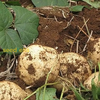 Jicama Vegetable Seeds for Planting