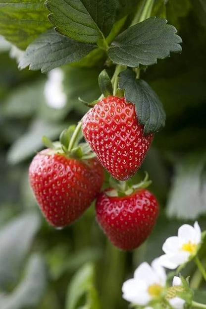 Balcony Edible Berry Plant Seeds – Potted Ornamental Red Fruit