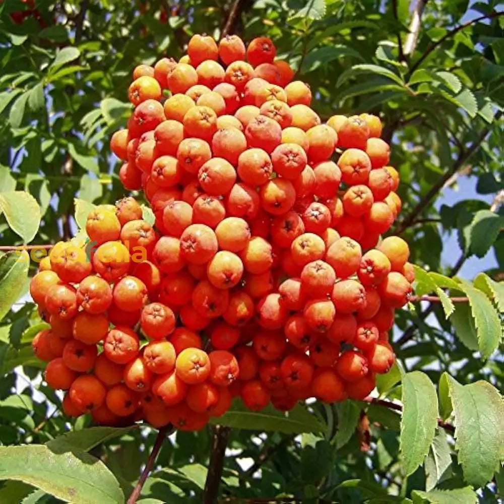 Orange Sorbus Alnifolia Seeds for Fruit Planting - Brighten Your Garden!