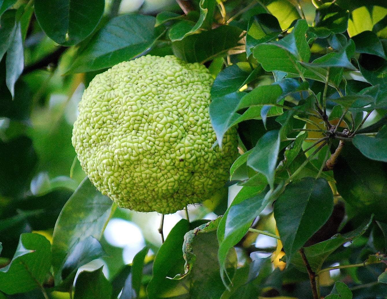 Osage Orange Maclura pomifera Tree Seeds for Planting in Landscape