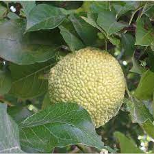 Osage Orange Seeds for Planting - Grow Your Own Trees