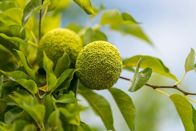 Osage Orange Maclura Pomifera Tree Seeds For Planting In Landscape heirloom non-gmo organic garden seeds