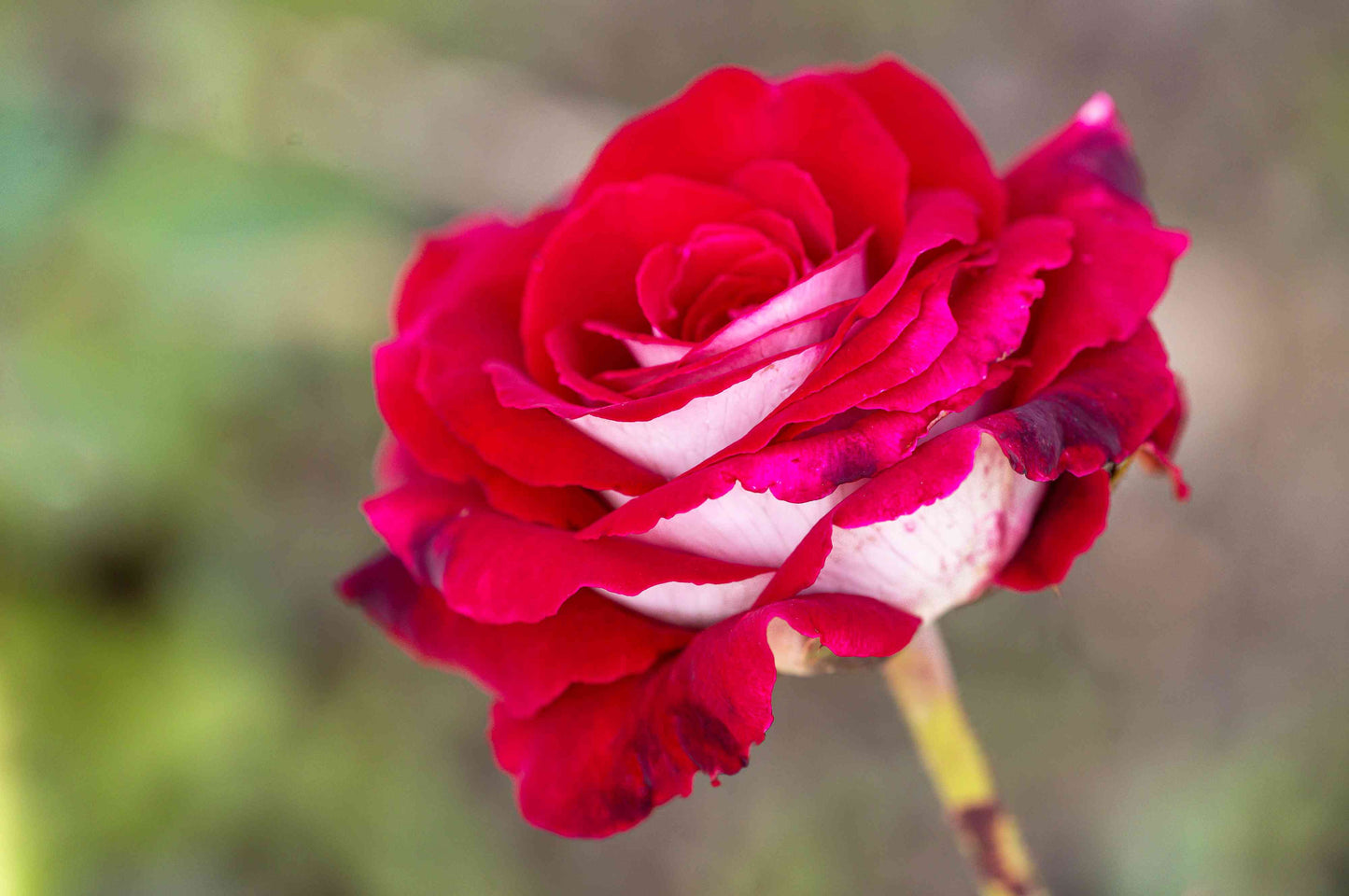 Love in Rose Bush Flowers Seeds