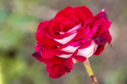 Love in Rose Bush Flowers Seeds