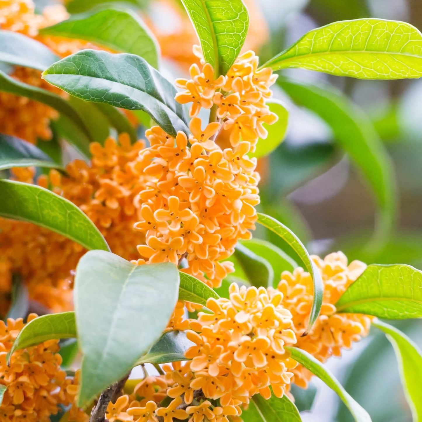 Osmanthus Fragrans Seeds For Planting Fragrant Garden Ornamental Bed heirloom non-gmo organic garden seeds