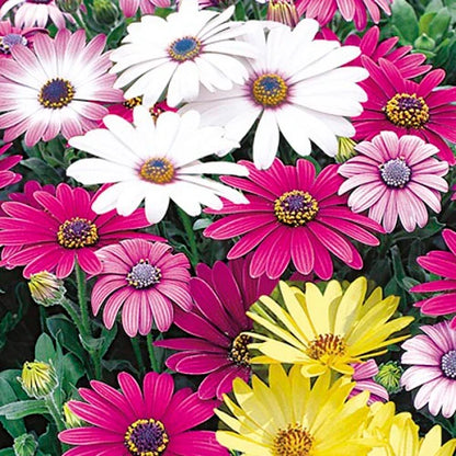 Osteospermum Flower Seeds Mix for Planting and Colorful Gardens