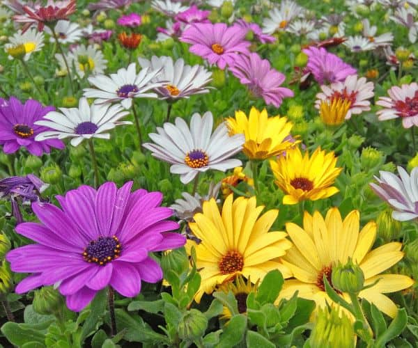 Non-GMO Osteospermum Flower Seeds for Gardening
