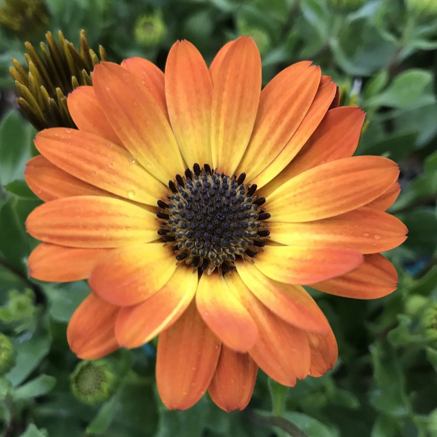 Osteospermum Orange Flower Seeds for Planting and Gardening