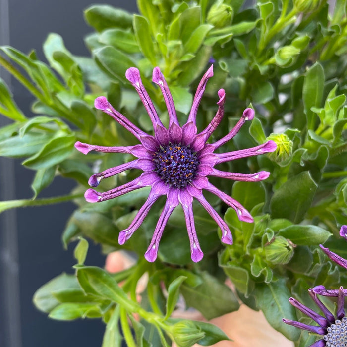 Purple Osteospermum Flower Seeds