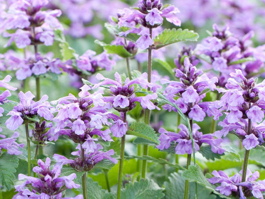 Catmint (Catmint Flower) seeds for planting in home garden