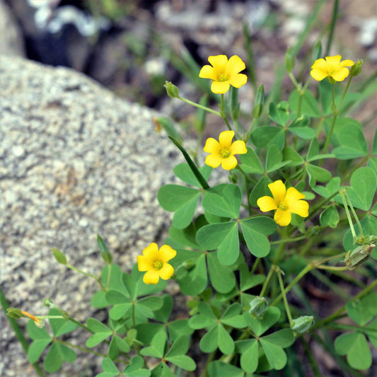 Oxalis Waldsauerklee Blumensamen
