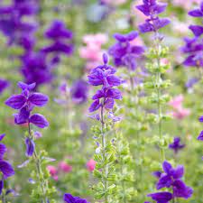 Oxford Blue Sage (Salvia viridis) Clary Painted Horminum Sage Herb Flower Seeds