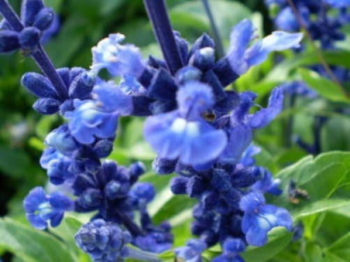 Oxford Blue Sage Salvia Viridis Clary Painted Horminum Sage Herb Flower Seeds heirloom non-gmo organic garden seeds
