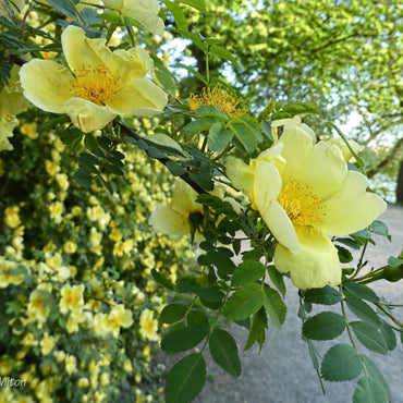 Father Hugo's Rose Flower Seeds