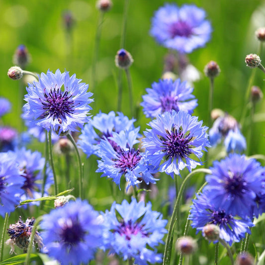 Bachelor's Button Flower Seeds