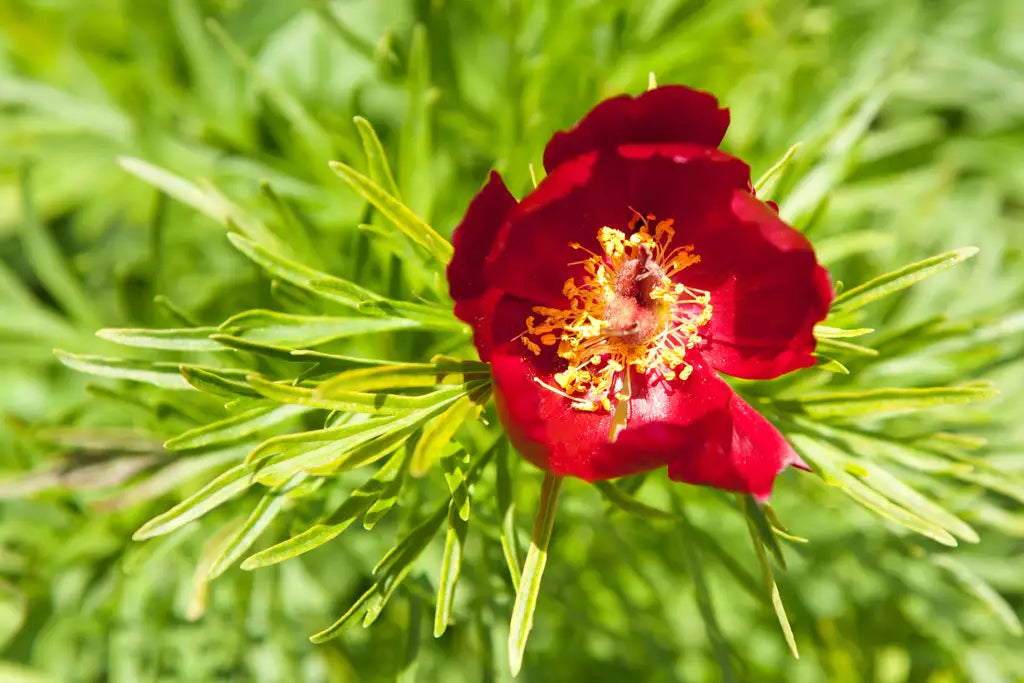 Paeonia Tenuifolia Red Peony Seeds for Planting  Non-GMO Premium Flower Seeds