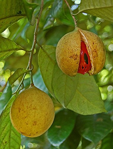 Nutmeg Tree Seed (Myristica fragrans) – Pala Mace Fruit Nut – Pumpkin Pie Spice