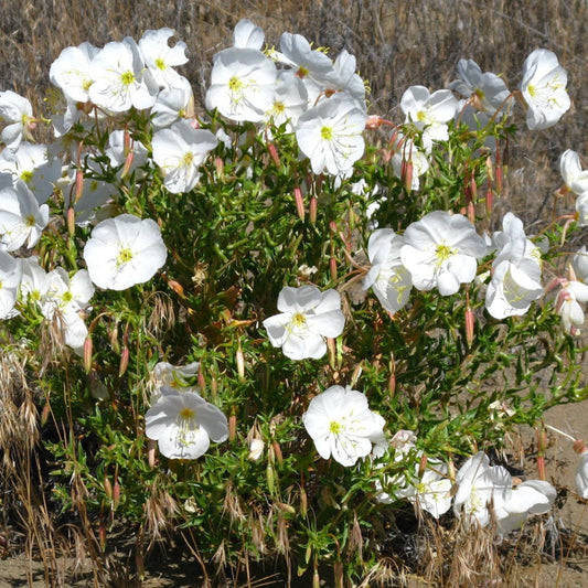 Pale Evening Primrose Flower Seeds