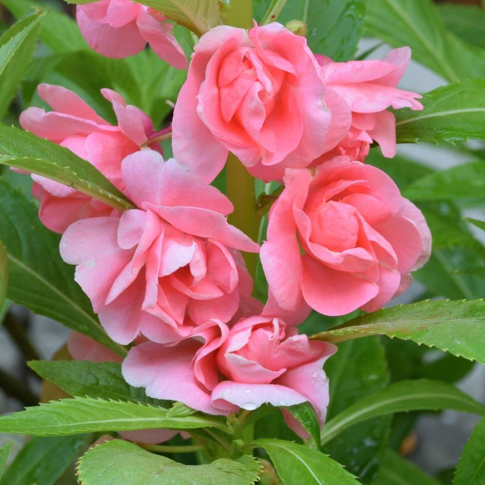 Pale Pink Balsam Camellia Flower Seeds for Planting