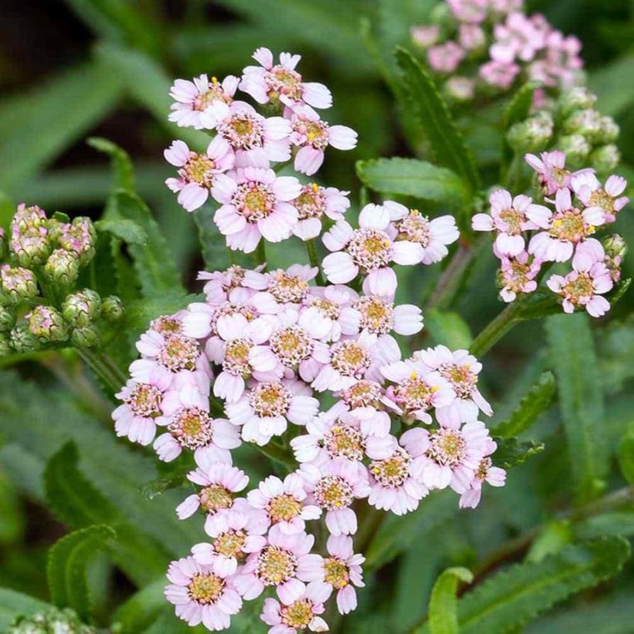 Love Parade Yarrow (Achillea sibirica ssp. camtschatica) Pale Pink Flower Seeds