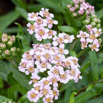 Love Parade Yarrow (Achillea sibirica ssp. camtschatica) Pale Pink Flower Seeds