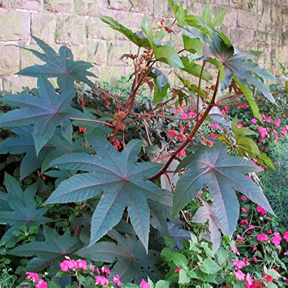 Palma Christi Seeds For Planting Grow Your Own Green Plant heirloom non-gmo organic garden seeds