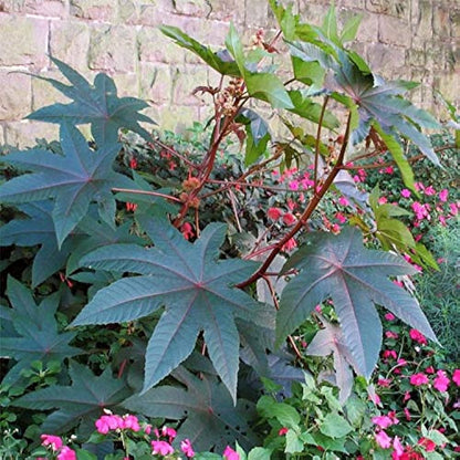 Palma Christi Seeds For Planting Grow Your Own Green Plant heirloom non-gmo organic garden seeds