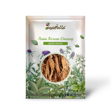 Asian Korean Ginseng (Panax ginseng) Shade Chinese Herb Seeds