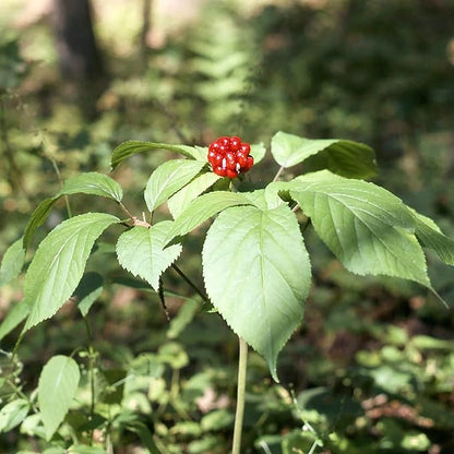 Panax Ginseng Quinquefolius American Herb Seeds
