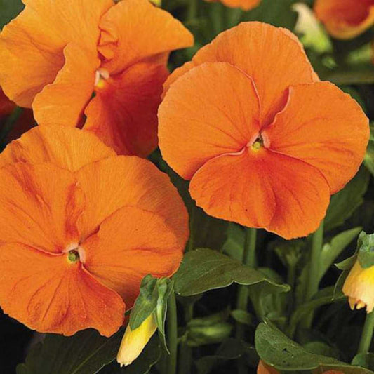 Pansy Flower seeds for Planting Cut Flower Favorite Heirloom & GMO Free Seeds for Home Garden 
 
 Sale for planting in home garden