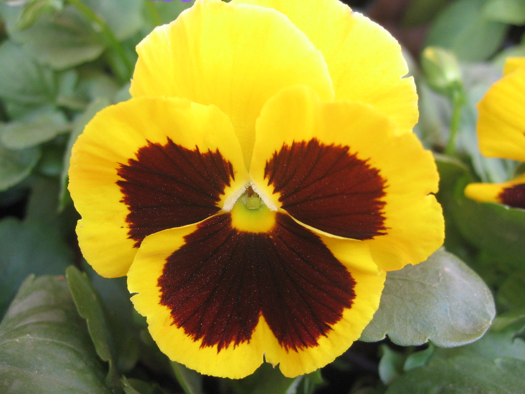 Bright Yellow Pansy Flowers Blooming in Garden