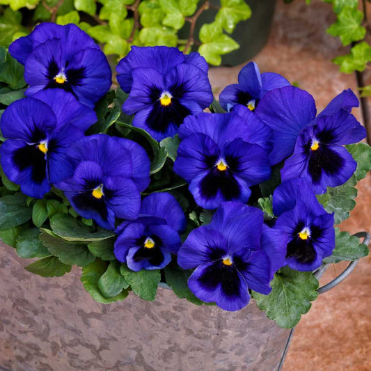 Blue Pansy Flower Seeds