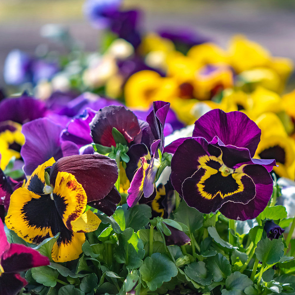 Mixed Pansy Flowers in a Garden Bed